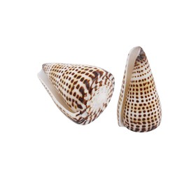 yaokan 2Pcs 2.5" Black Spot Ivory Conus Cone Shell Natural Shell Conch for Nautical Home Decoration Fish Tank Vase Filler