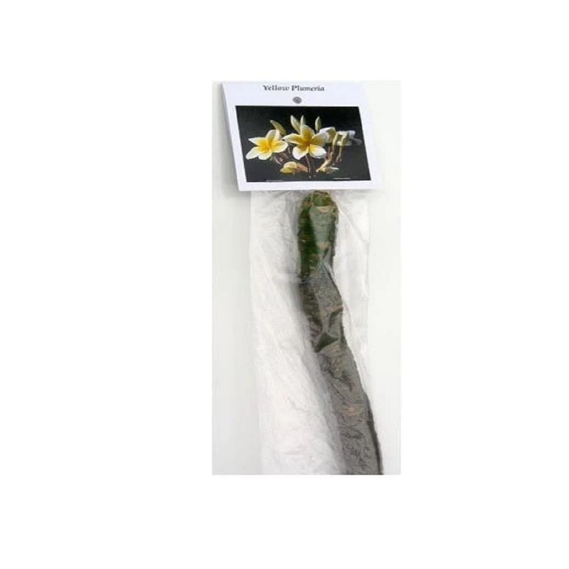 Yellow Hawaiian Plumeria Frangipani 1 Cuttings L41