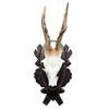 EUROHUNT 560896 Trophy Holder for Roe Buck Horns 2 Pieces