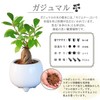 Ficus Microcarpa Ceramic Potted Plant (White)