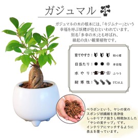 Ficus Microcarpa Ceramic Potted Plant (White)