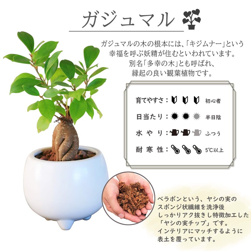 Ficus Microcarpa Ceramic Potted Plant (White)