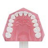 Dentalmall Dental Model Brushing Flossing Practice Teeth Typodonts Mode Gingiva