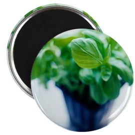 CafePress Basil Plant 2 2.25" Magnet (100 pack)