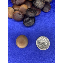 Sea Beans (3) Good Luck Talisman Evil Eye protection Hamburger Sea Bean