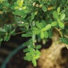 Brussel's Live Harland Boxwood Outdoor Bonsai Tree - 3 Years
