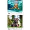 Dog Magic Retriever Calendar for 2025 Format 10 cm x
