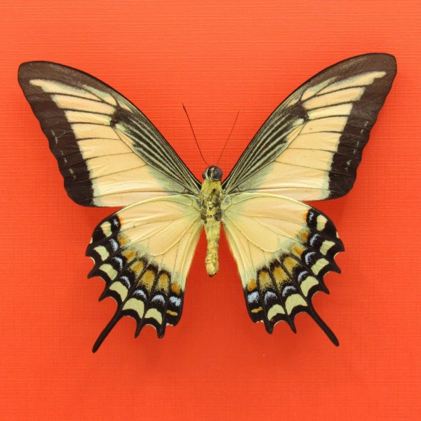 Real mounted butterfly - Papilio androgeus - A1