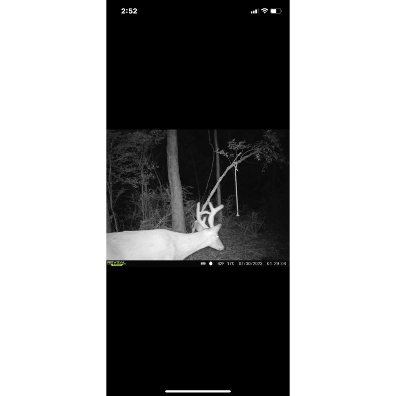 Sistema de cuerda de ciervo preorbital