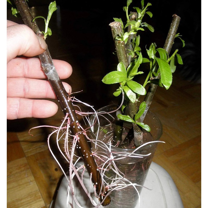 CZ Grain 50 Thin Hybrid Willow Tree Cuttings | 1/4