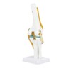 Oumefar Life Size Human Scientific Functional Anatomically Correct Knee Joint