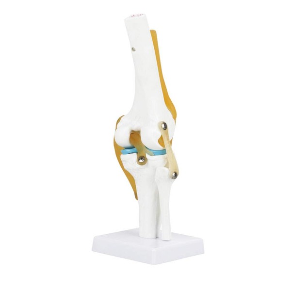Oumefar Life Size Human Scientific Functional Anatomically Correct Knee Joint
