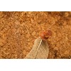 redchocol8® Wooden Push Pins (A Pack of 25 pins) Natural