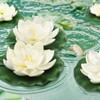 QUOZUO 12pcs Artificial Floating Foam Lotus Flowers with Lily Pads,