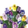 Lovepop Pansy Bouquet