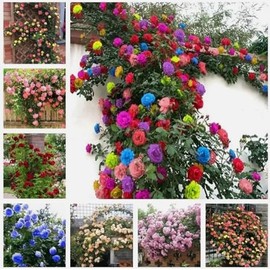 100PCS Mix Color Climbing Rose Seeds Mixed Rare Vine Heirloom Seeds