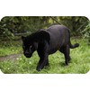 Black Panther Wildlife Rectangle Aluminium Fridge Magnet Fantastic Souvenir