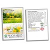 Dandelion Seeds for Planting, 1,000 Seeds Per Packet, Isla's Garden