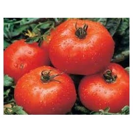Tomato Ace 55 Great Heirloom Garden Vegetable by Seed Kingdom 200 Seeds