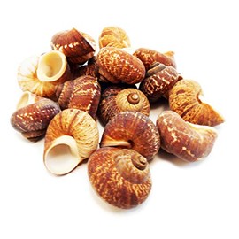 Set of 50 Natural Fernandezi Land Snail Shells 3/4" - 1" Beach Crafts Hobby Coastal Cottage Decor Vase Filling Small Hermit Crabs