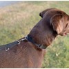 25mm Police Style Dog Training Leads Obedience Control Leash Multi-Functional
