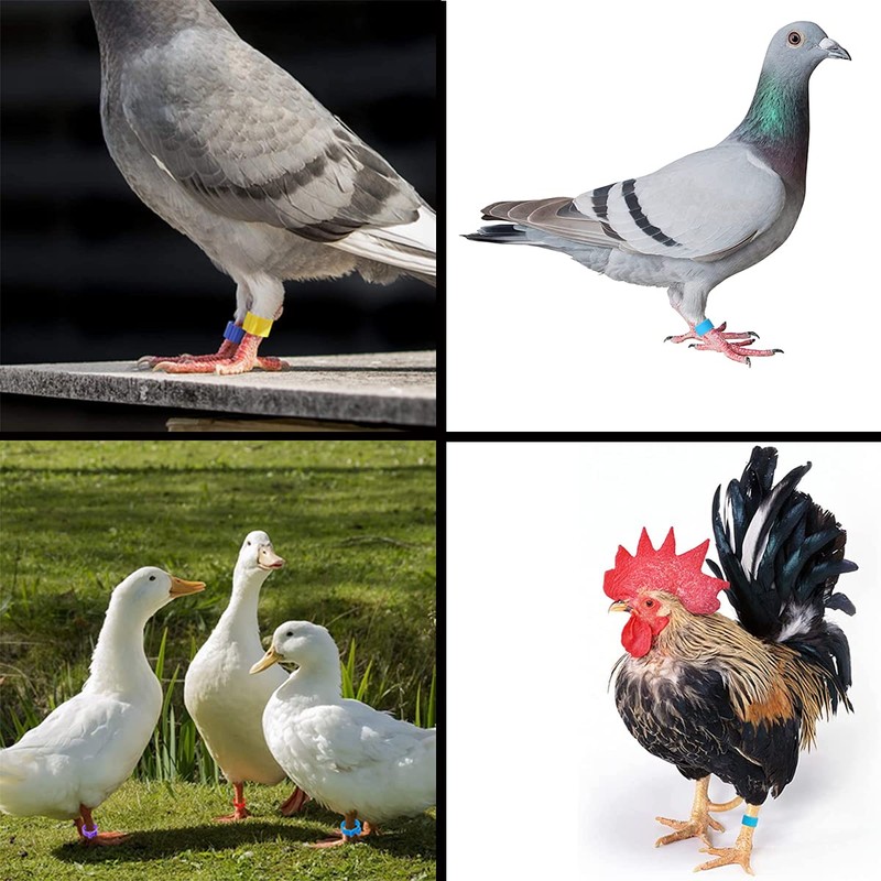 LCOUACEO Pack of 300 Poultry Foot Rings, Diameter 16 mm,