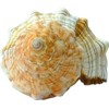 Kaltner Präsente Gift Idea - Shell Fasciolaria Trapezium Trapezium Snail