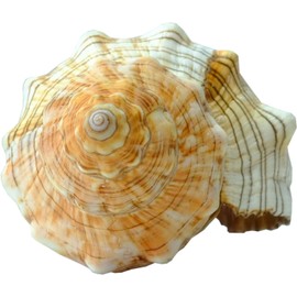 Kaltner Präsente Gift Idea - Shell Fasciolaria Trapezium Trapezium Snail Sea Snail (13-14 cm)