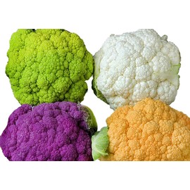 This is A Mix 50 Cauliflower Mix Seeds Heirloom Non-GMO 4 Varieties Purple Green Yellow Delicious, Brassica oleracea, from USA