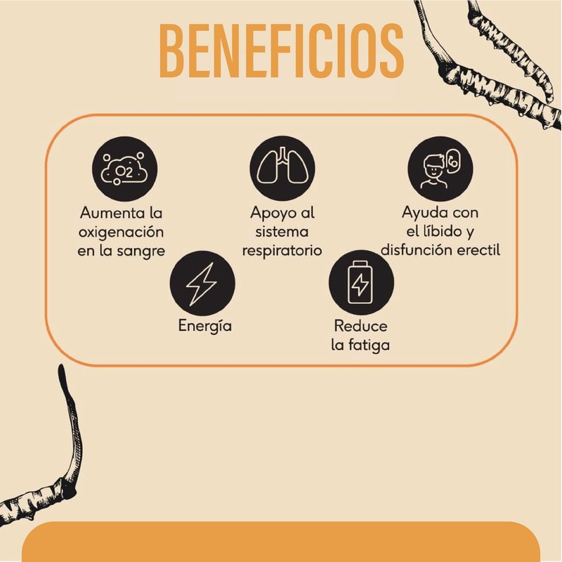 QUENUT | Adaptógeno Orgánico de Hongo Cordyceps en Cápsula Vegana
