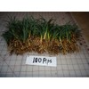 DWARF MONDO GRASS 50 PIPS