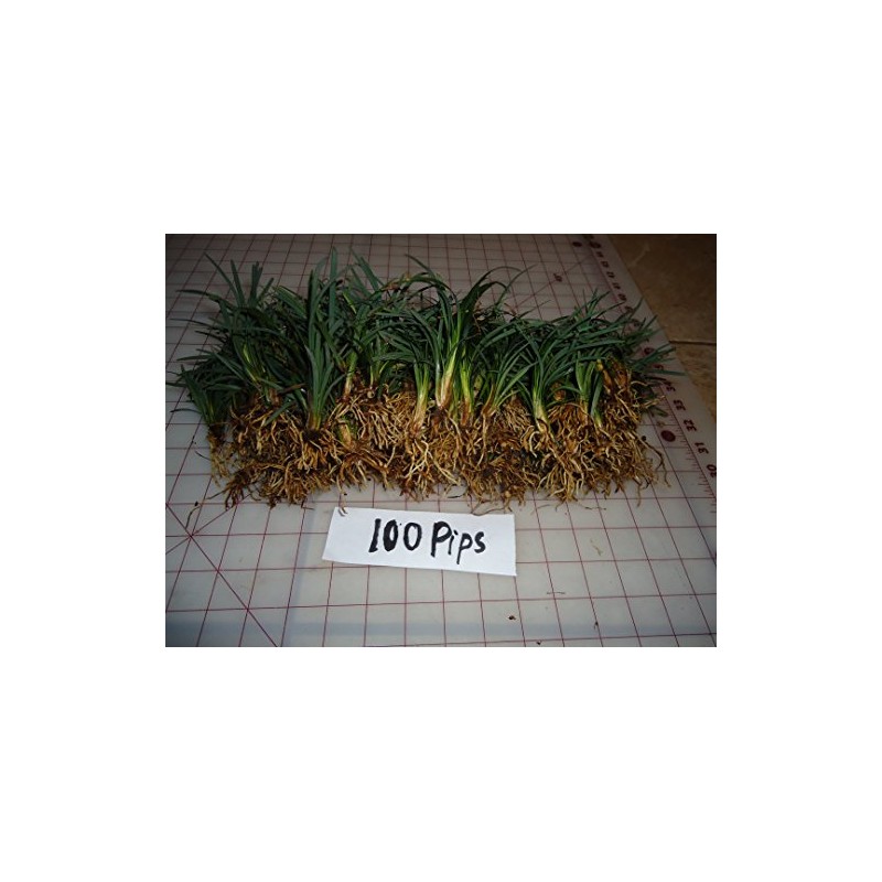 DWARF MONDO GRASS 50 PIPS