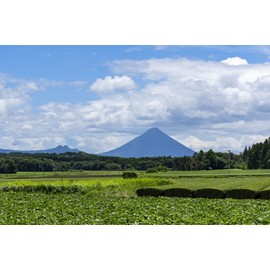 Ocha no Marukou organic brown rice tea 200g