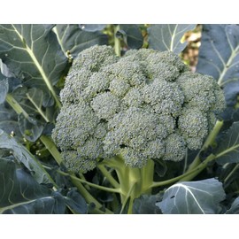 Fresh 250+ WALTHAM BROCCOLI SEEDS  FRESH HARVEST FOR GARDENS