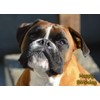 Boxer Dog Birthday Greeting Card