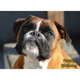 Boxer Dog Birthday Greeting Card