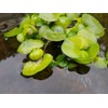 Water Hyancinth - Easy Floating Live Pond Plant