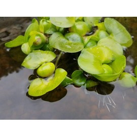 Water Hyancinth - Easy Floating Live Pond Plant