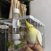 Niwaes Bird Drinker Waterer Parakeet Water Dispenser for Cage Bird