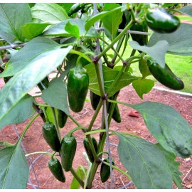 Box Garden Seeds LLC NADAPEÑO (Heatless),  Jalapeño Pepper - ~10+ Seeds