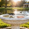 Bird Bath Copper Disk, 99.9% Pure Copper Bird Bath Cleaning