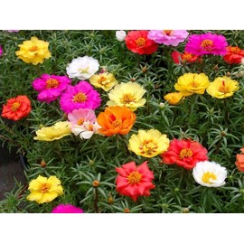 Moss Rose Seeds Mixed - 500Pcs Portulaca Rose Seeds Mix for Planting Multicolor Flowers Seeds Easy to Grow Outdoor Home Garden Flower Seeds Gardening Supplies