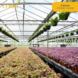 Costa Farms Money Tree Live Plants, Pack of 2 | Easy to Grow Indoor Houseplants in 10-Inch Plant Pots | 3-4 Feet Tall Bonsai | Home, Office, or Room Decor | Birthday, Housewarming Gift