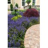 Ajuga Reptans Bronze Beauty | 3 Live Plants | Carpet