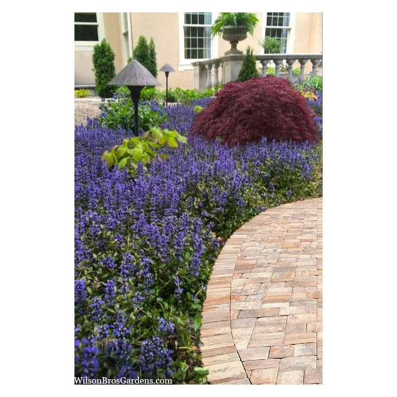 Ajuga Reptans Bronze Beauty | 3 Live Plants | Carpet