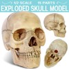 Didactic 15 Parts Anatomy Palm-Sized Human Medical Skull Model, Exploded
