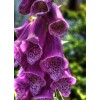 Feral Curiousity Seeds 1g 12k Foxglove seeds Pink/Purple White Organic