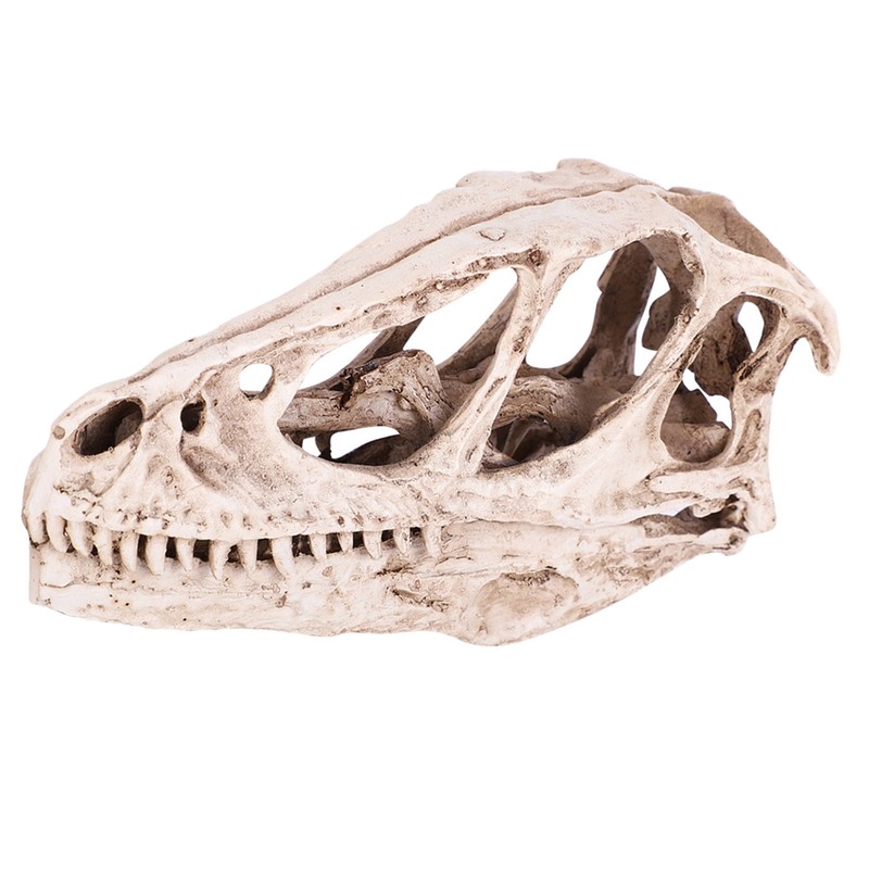 Resin Dinosaur Skull Model Simulated Animal Skeleton Home Office Decor