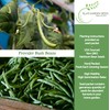 Provider Bush Green Bean Seeds (Phaseolus vulgaris) – 30+ Non-GMO