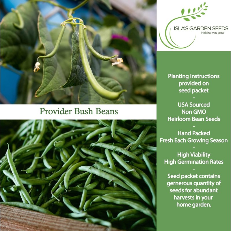 Provider Bush Green Bean Seeds (Phaseolus vulgaris) – 30+ Non-GMO